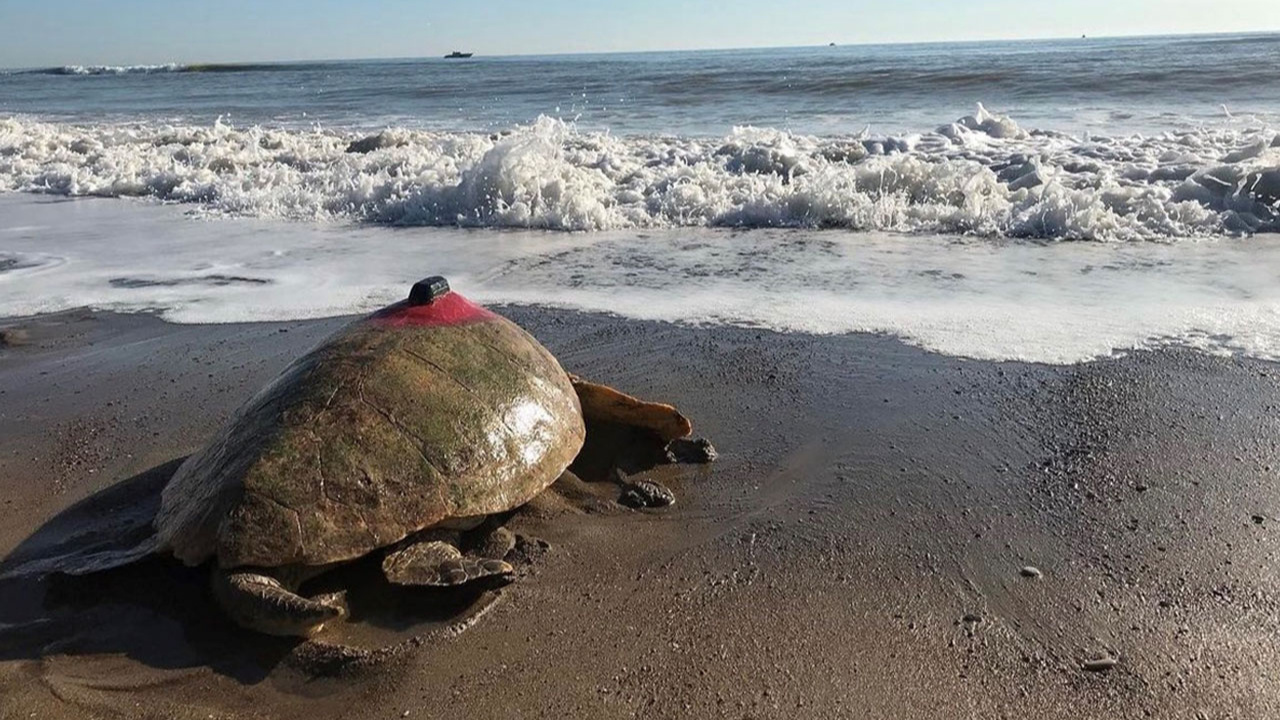 Türkiye'nin koruma çabaları sayesinde deniz kaplumbağası sayısı artıyor
