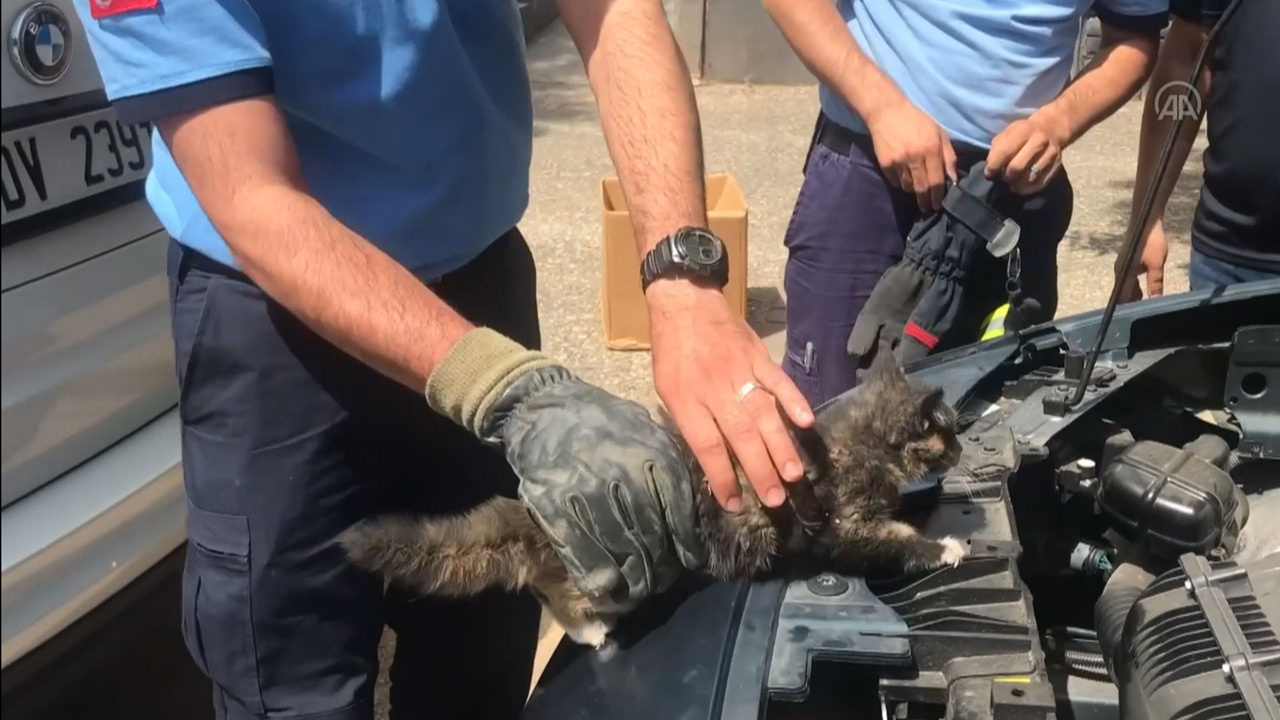 Gaziantep'te otomobilin motoruna sıkışan yavru kedi böyle kurtarıldı!