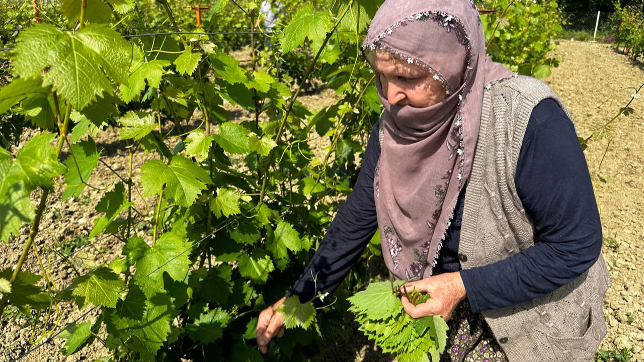 Tokat'ta coğrafi işaretli asma yaprağının hasadı başladı