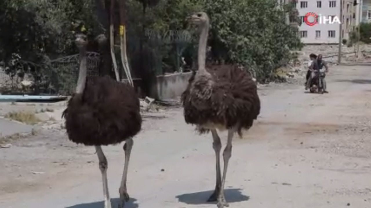 Hatay'da başta kimse nereden geldiklerini anlayamadı, 'Suriyeliler getirdi' diyen bile oldu