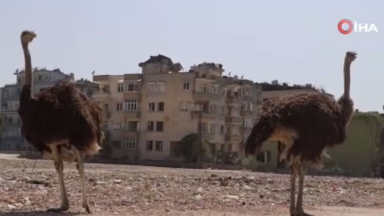 Hatay'da başta kimse nereden geldiklerini anlayamadı, 'Suriyeliler getirdi' diyen bile oldu