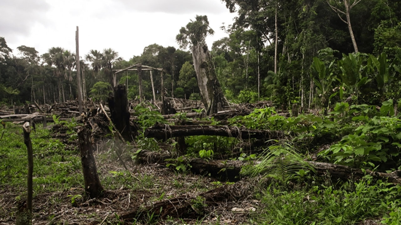 Tropikal bölgelerdeki biyoçeşitlilik ormansızlaşma tehdidi altında