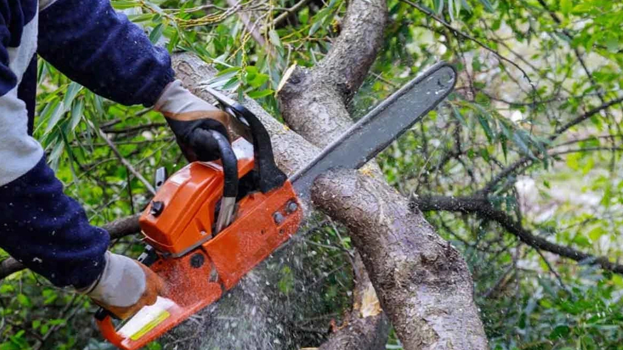 Düzce'de ormanda ağaç kesen adam hayatının en büyük acısını yaşadı