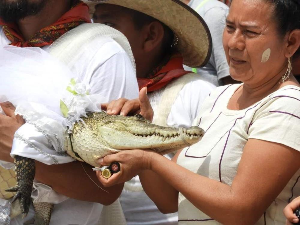 Meksika'da sıra dışı gelenek! Belediye başkanı timsahla evlendi, gelinlik giydirdi, dans etti