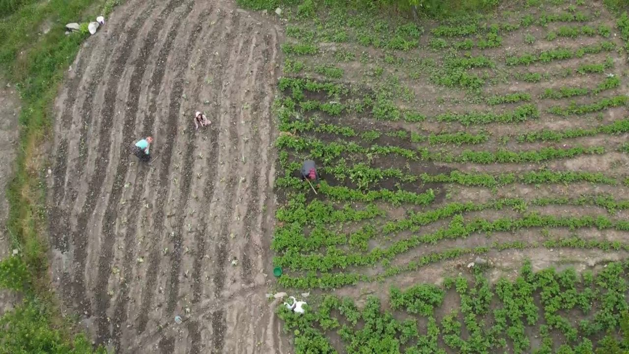 Geçen yıl 18 liraydı bu yıl emekler boşa gitti! Üretici şokta: Çürümesini izlediler