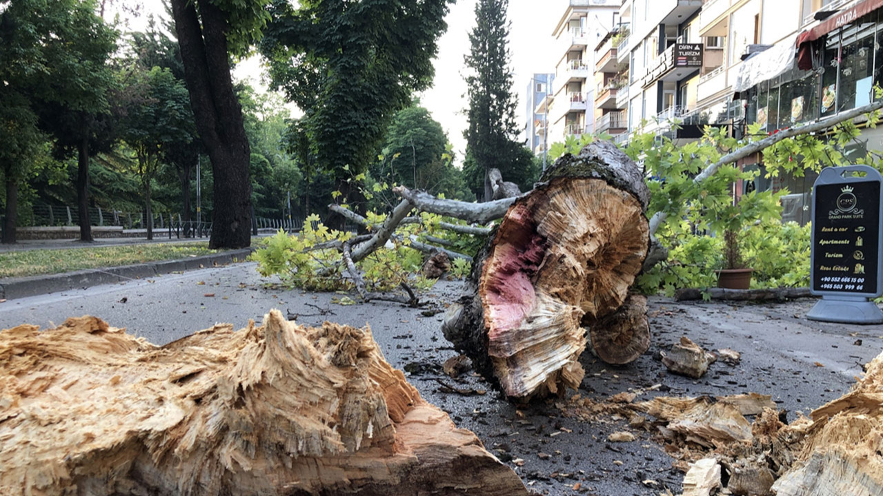 Bursa Osmangazi'de çınar ağacı yola devrildi!