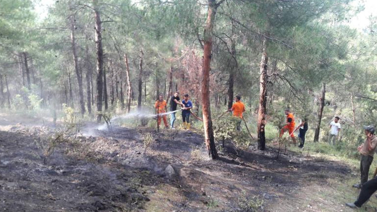 Sinop'ta yıldırım düşen ormanda çıkan yangın söndürüldü