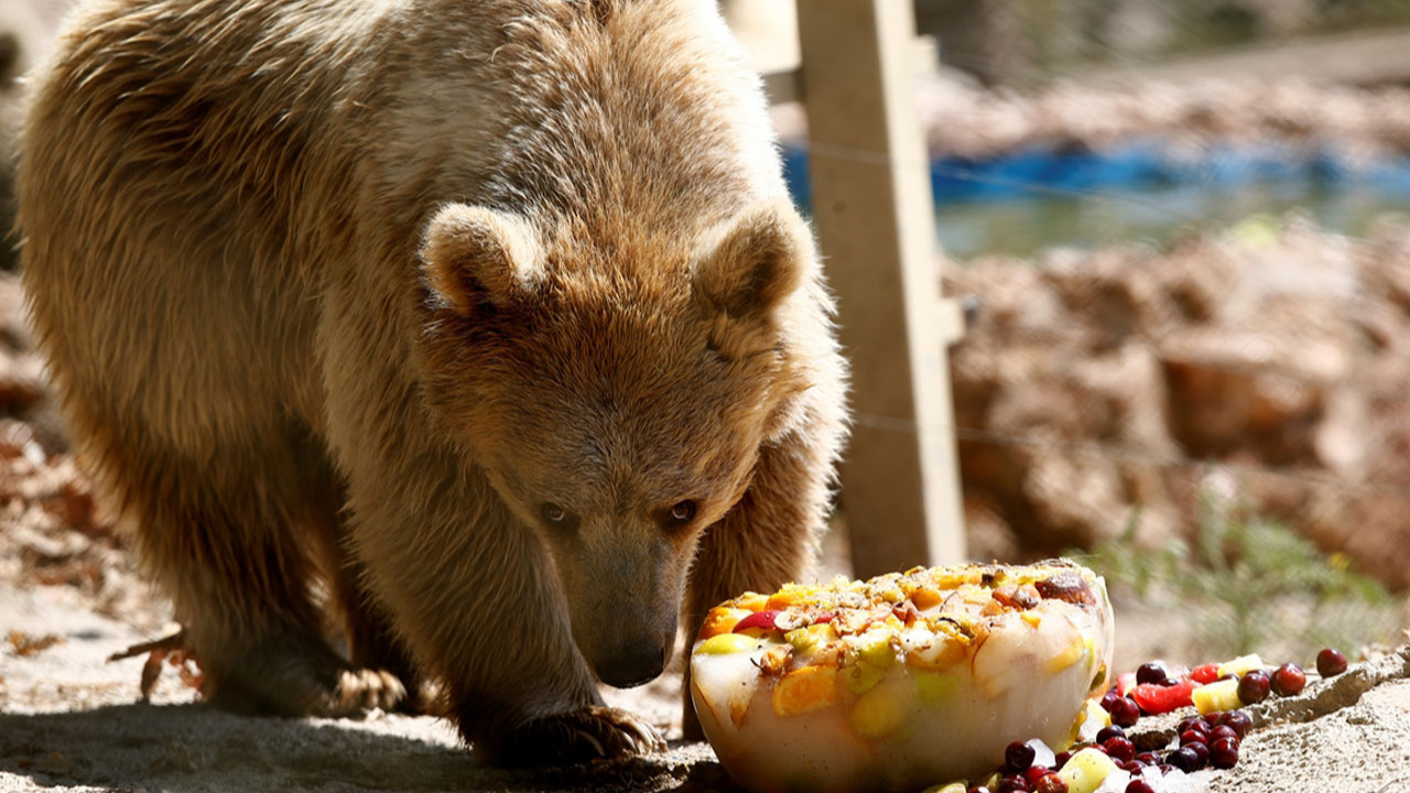 Antalya'da hayvanat bahçesi sakinlerine buzlu meyve servisi yapılıyor!
