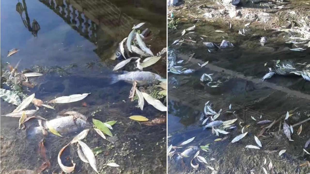 Eskişehir'de su kesintisi yapılan deredeki balıklar telef oldu!