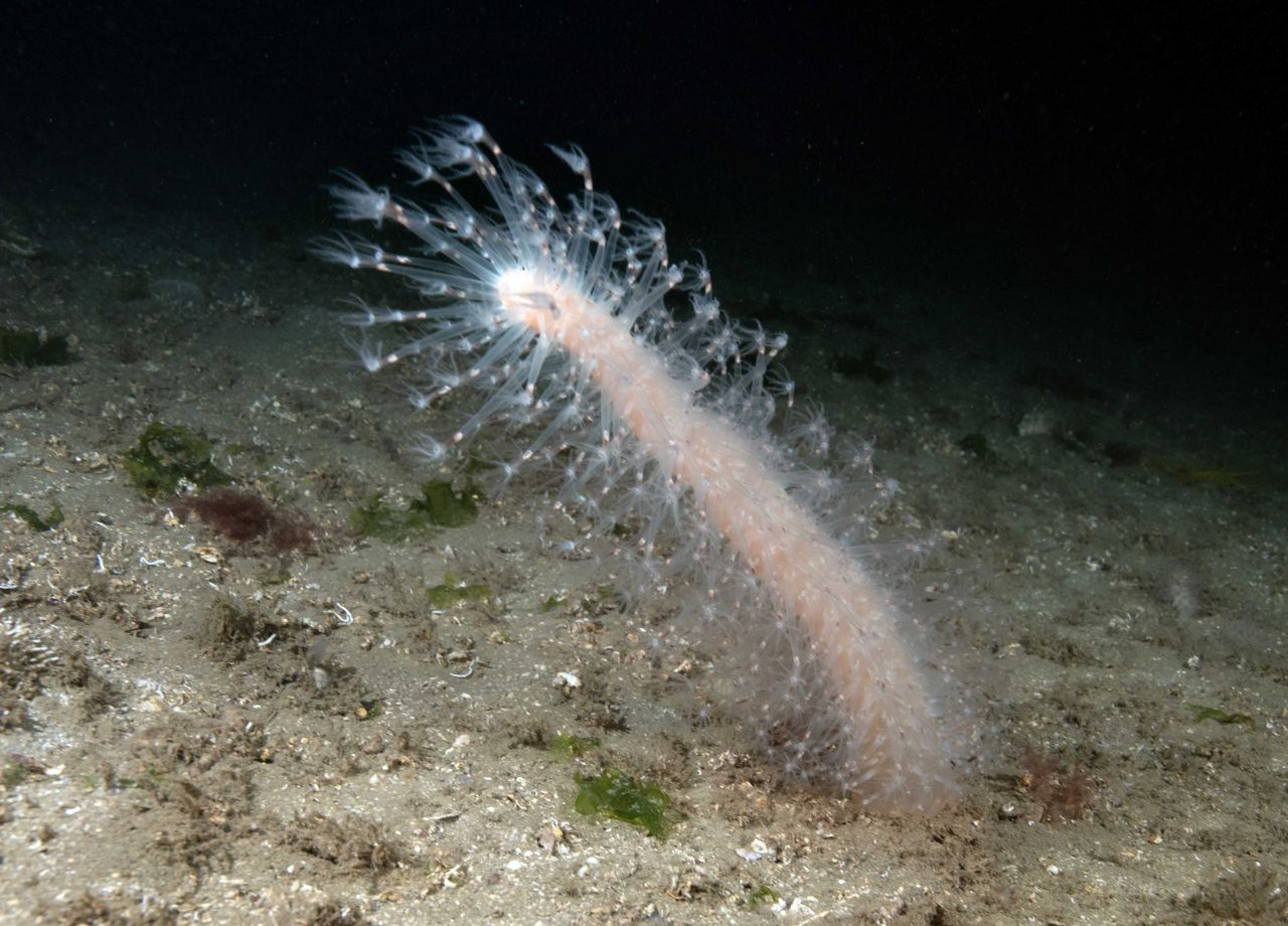 İzmit Körfezi'nde farklı türlerde deniz canlıları görüntülendi!