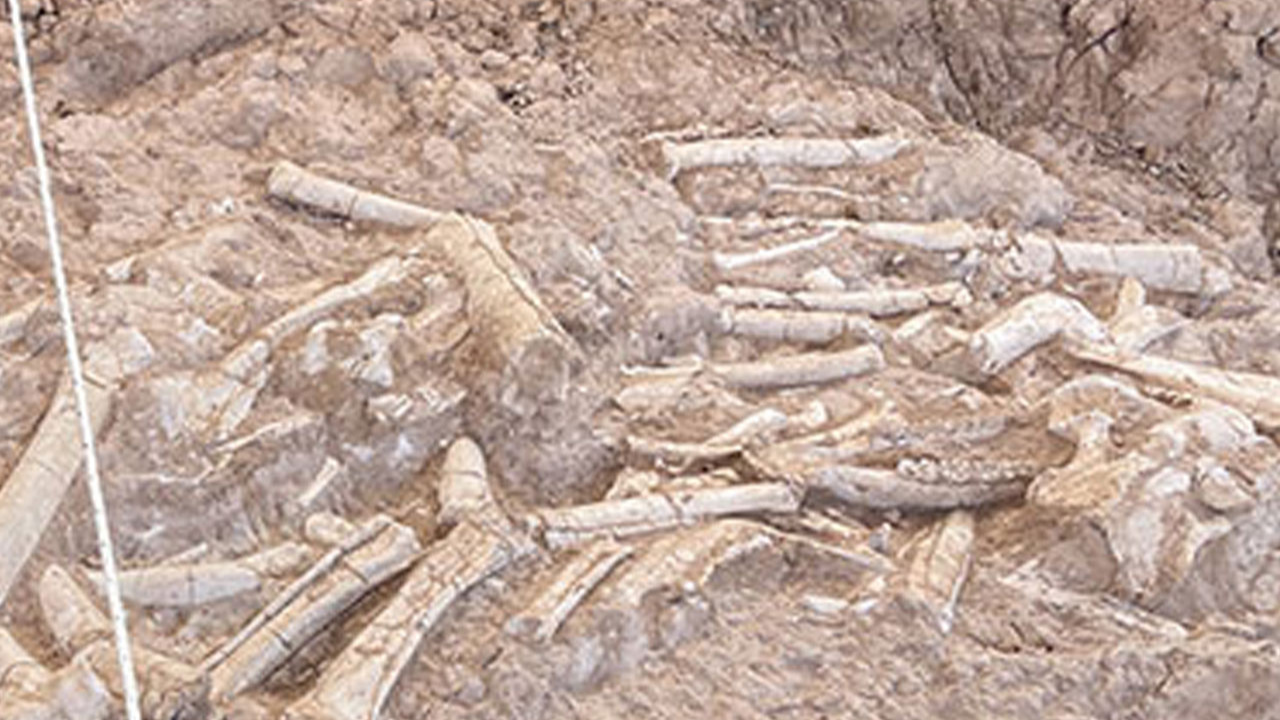 Çin'de 125 milyon yıllık fosil bulundu! Ezberler değişti!