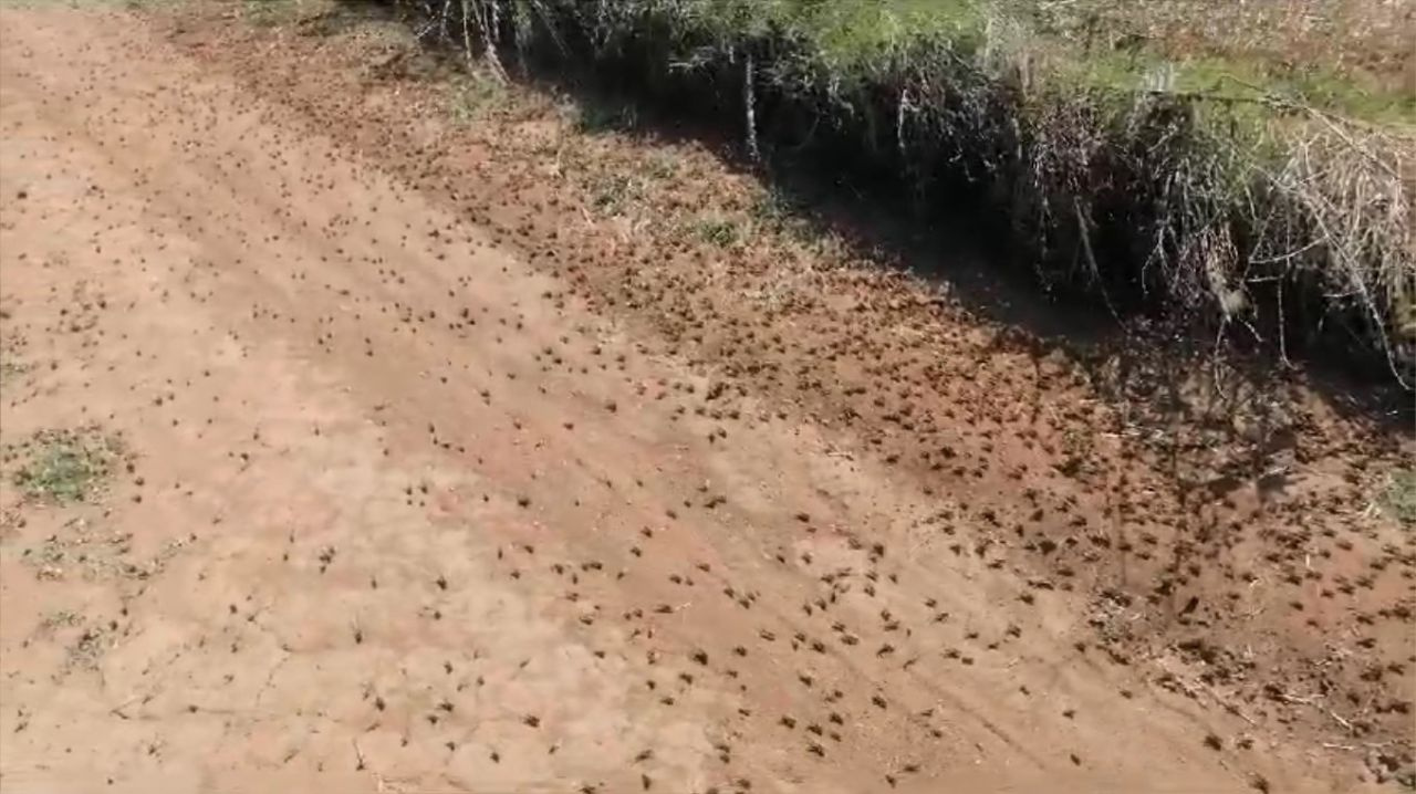 Tekirdağ'ı çekirge sürüleri istila etti! Tarlaları talan edip ne bulurlarsa yiyorlar...