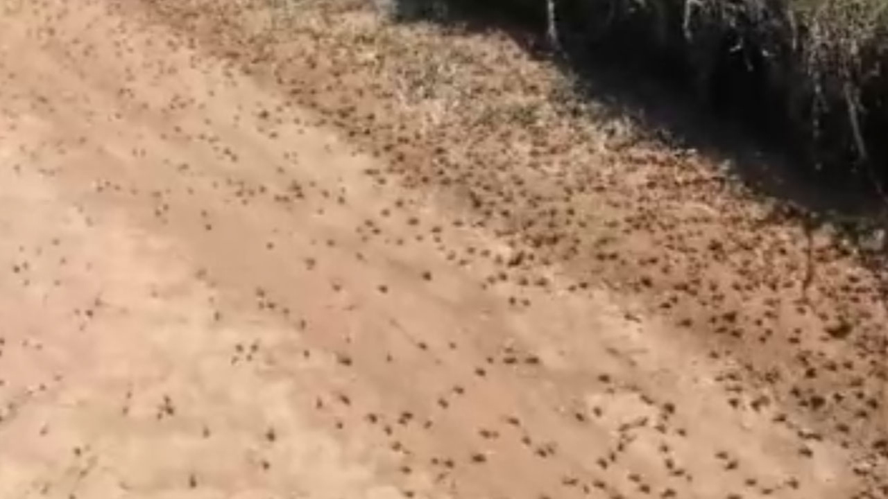 Tekirdağ'ı çekirge sürüleri istila etti! Tarlaları talan edip ne bulurlarsa yiyorlar...