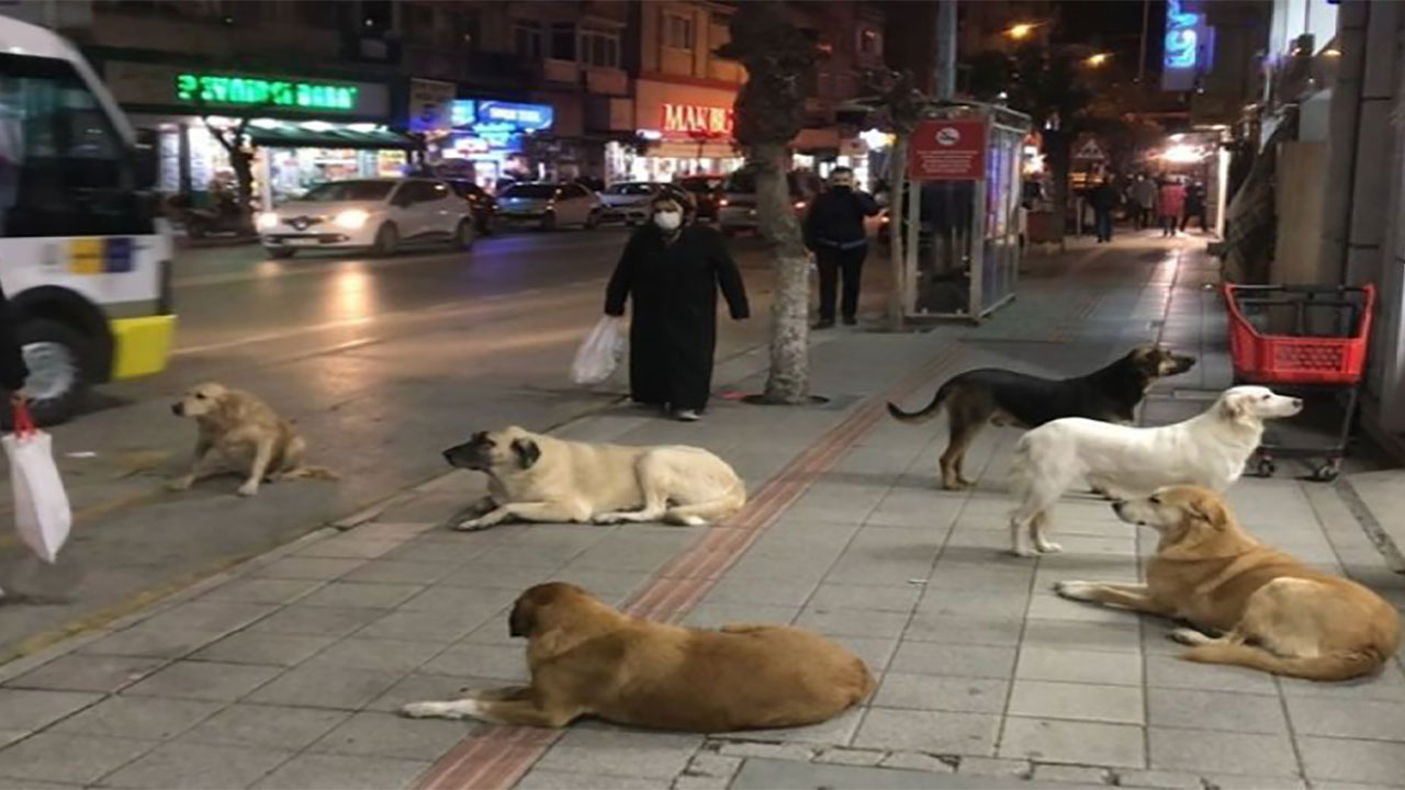 İstanbul'da sokak köpekleri toplanacak! İstanbul Valisi Gül'den kaymakamlık ve belediyelere talimat