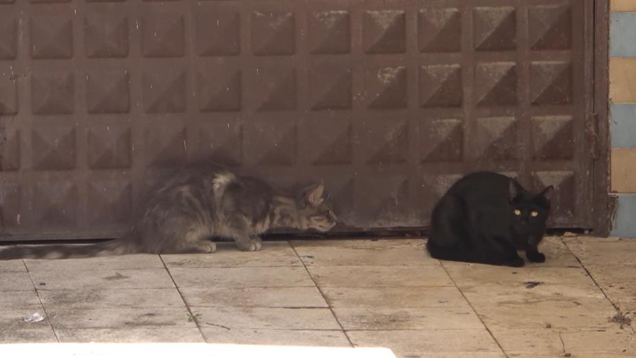 3 gündür mahsur kalan kedi kurtarılmayı bekliyor: Annesi garaj kapısında nöbet tutuyor