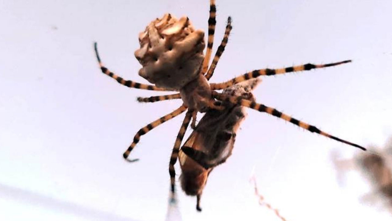 Ayvalık’ta dünyanın en zehirli örümcek türlerinden biri görüntülendi!