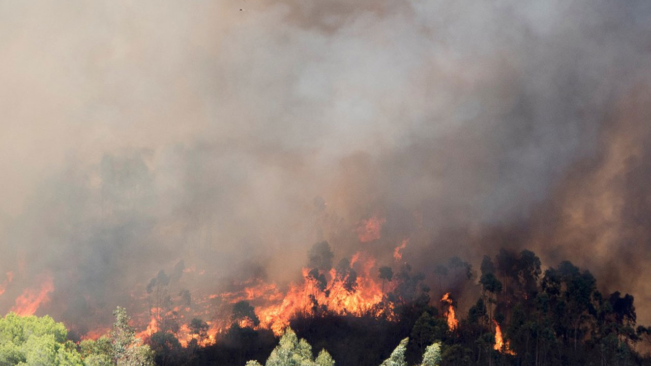 Aydın'da orman ve makilik alanda yangın çıktı