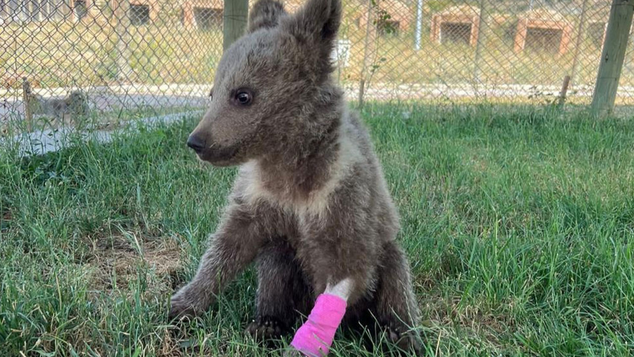 Kütahya'da yaralı yavru ayı tedavi altına alındı!