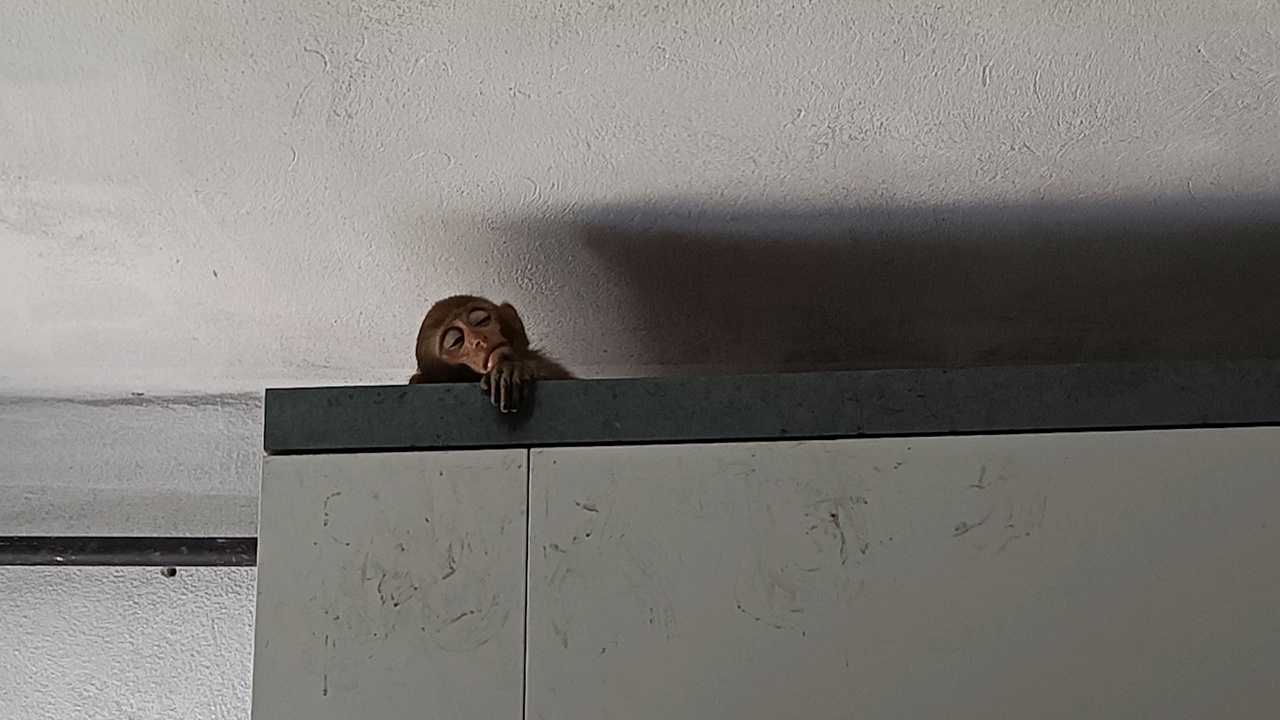 Bursa'da maymun operasyonu! Mutfağa giren maymun mahalleyi ayağa kaldırdı