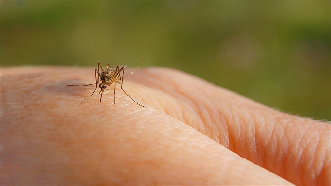 Bu özelliklere sahipseniz sivri sineklerin hedefi olabilirsiniz! İşte sivri sineklerin en çok ısırdığı o kan grubu