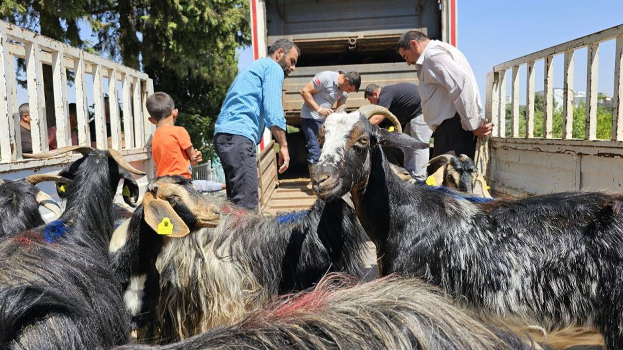 Adıyaman'daki depremzedelere 124 keçi dağıtıldı!