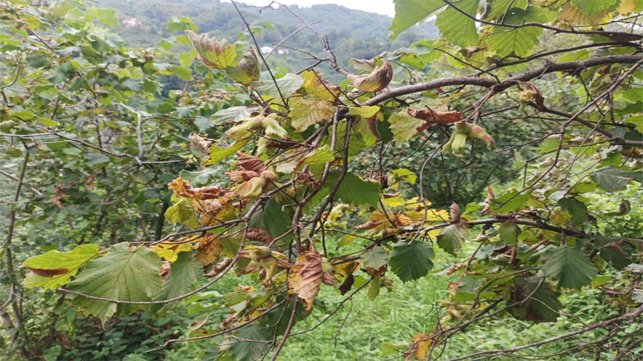 Fındık üreticilerine Orman Müdürlüğünden 'erken hasat' uyarısı