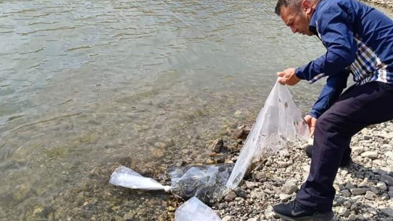 Afyonkahisar Şuhut’ta göletlere 115 bin yavru sazan balığı bırakıldı!