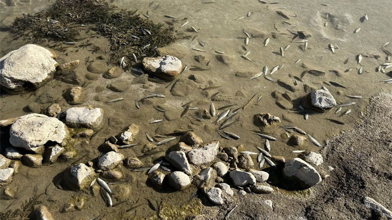 Bu görüntülerin nedeni herkesi korkuttu! Hakkari'de balıklar sürü halinde ölüyor