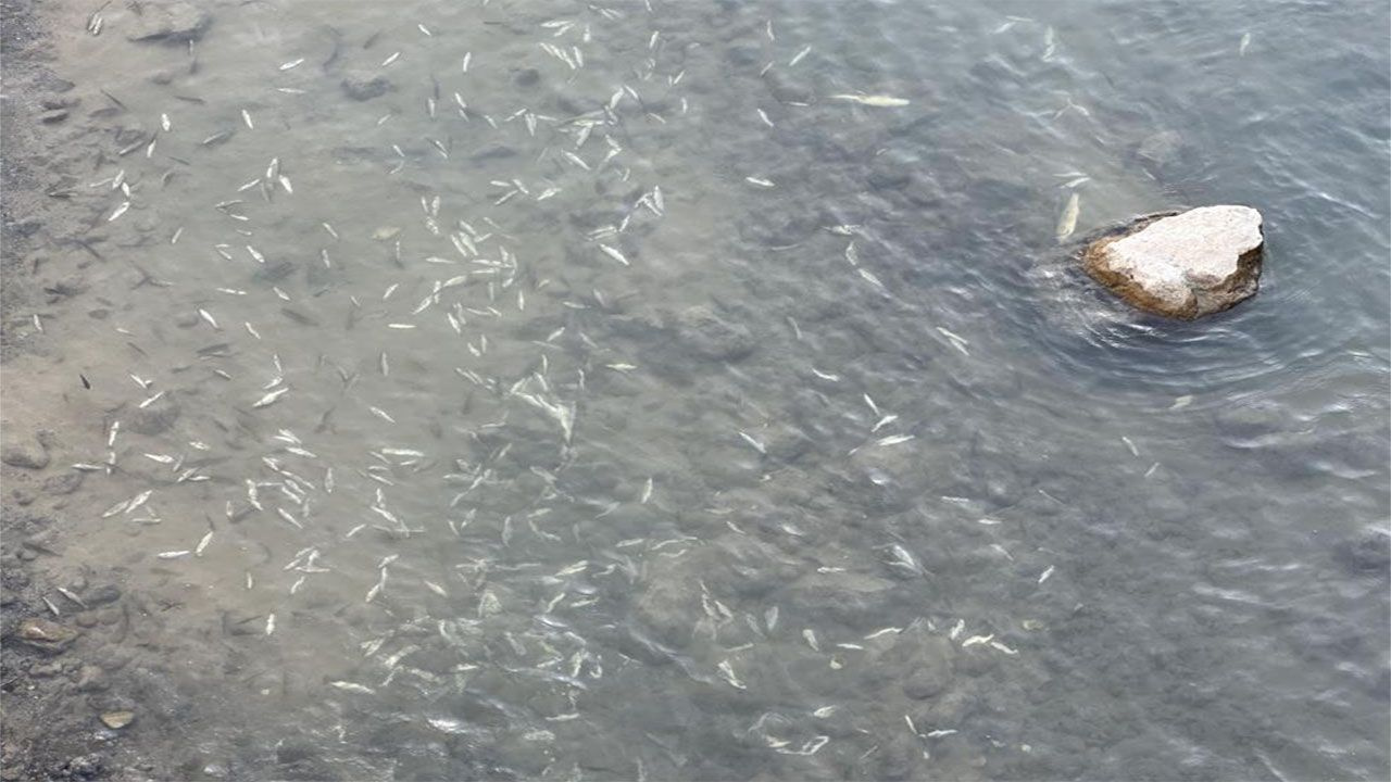 Bu görüntülerin nedeni herkesi korkuttu! Hakkari'de balıklar sürü halinde ölüyor
