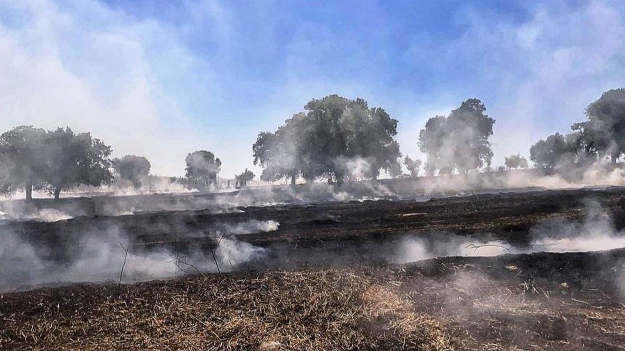 Kütahya'da tarla yangını: 7 dekar alan zarar gördü!