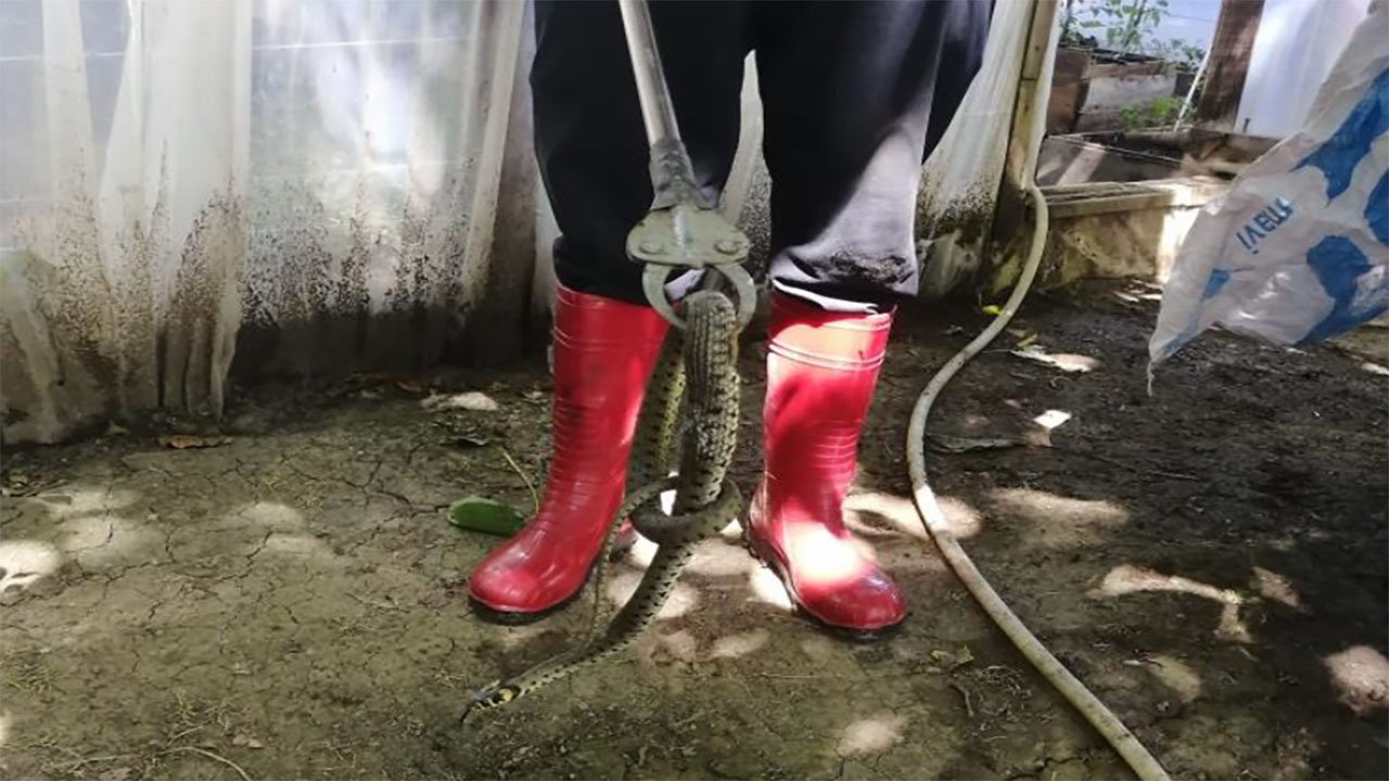 Bolu'da seraya giren yılan paniğe yol açtı! İtfaiye ekipleri yılanı yakaladı