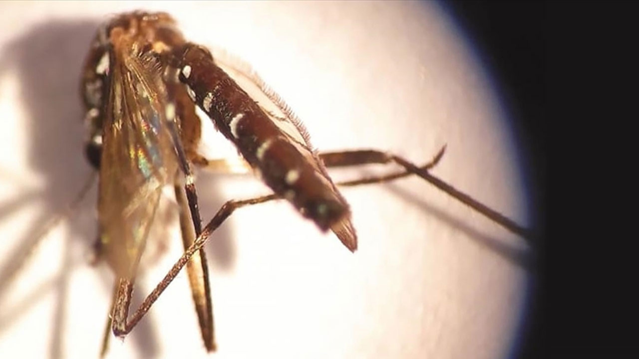 Asya kaplan sivrisineğine karşı plastik atık uyarısı!