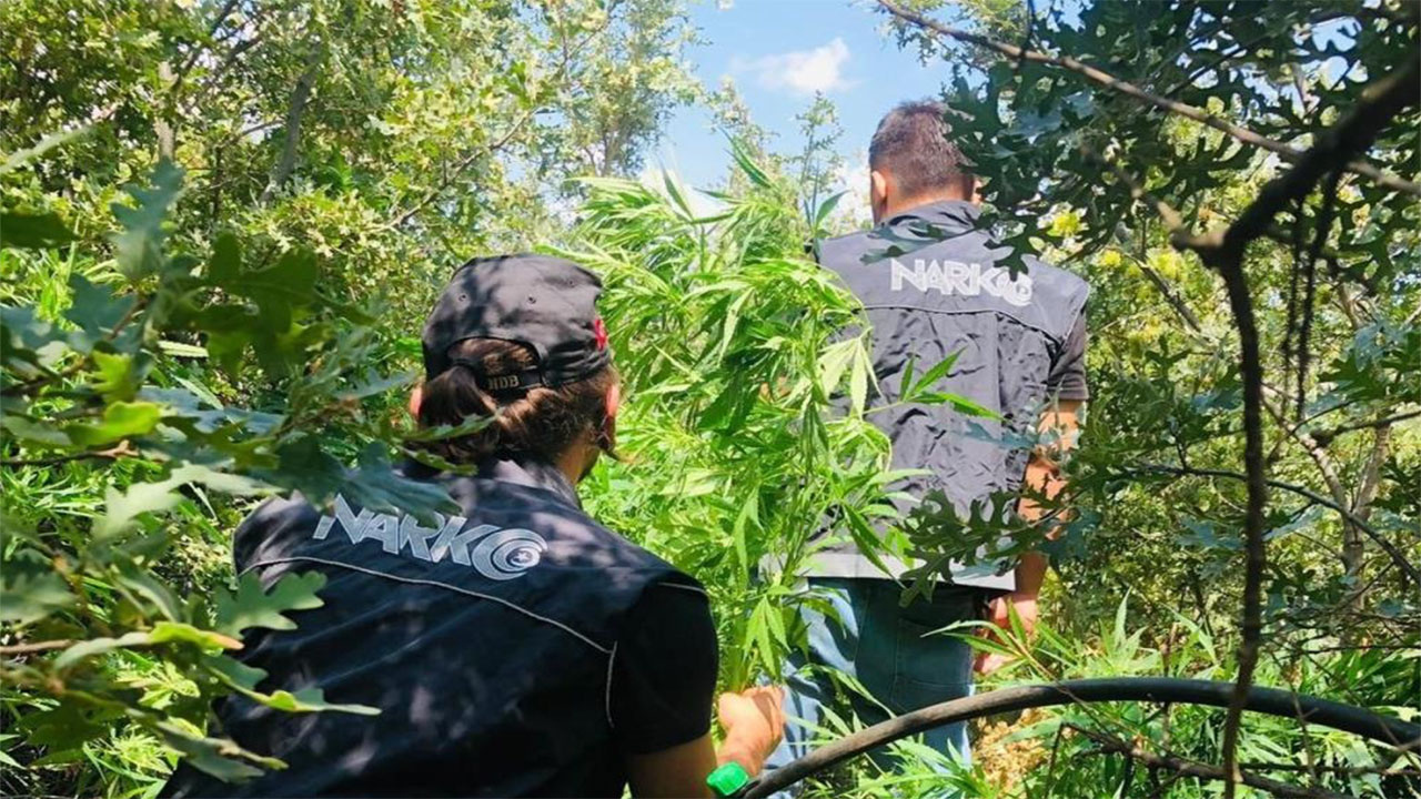 İzmir'de uyuşturucu ormanına polisten dronla operasyon!