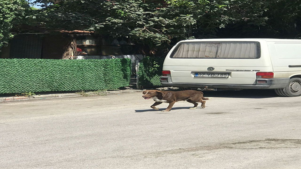 Başıboş köpekler Antalya'da küçük çocuğa dehşet yaşattı! 11 yaşındaki çocuğun baldırını kopardı