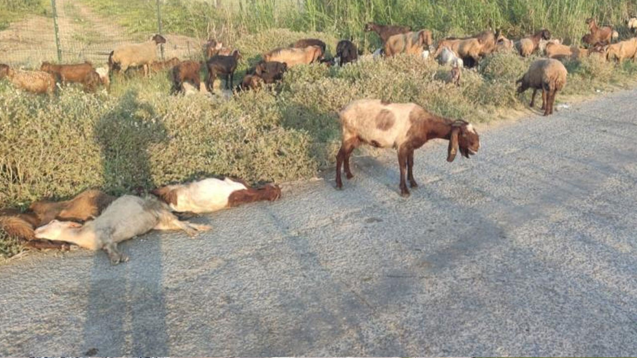 Bir anda yere yığıldılar! Arazide otlayan 48 hayvan telef oldu!