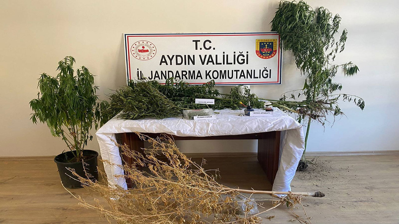 Aydın'da jandarma ekiplerinden uyuşturucu operasyonu! 22 kök kenevir ele geçirildi