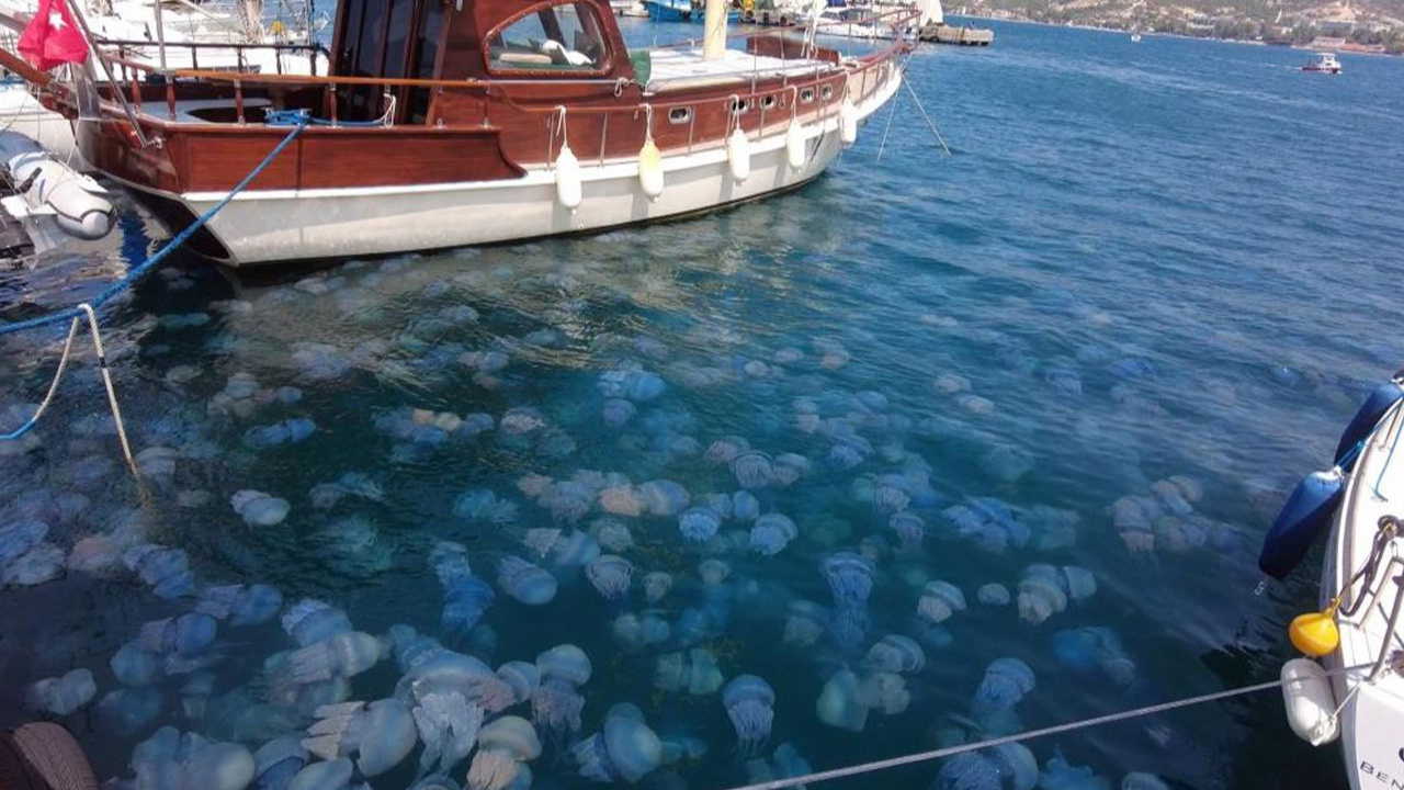 İzmir'in Foça sahillerini denizanaları istila etti!