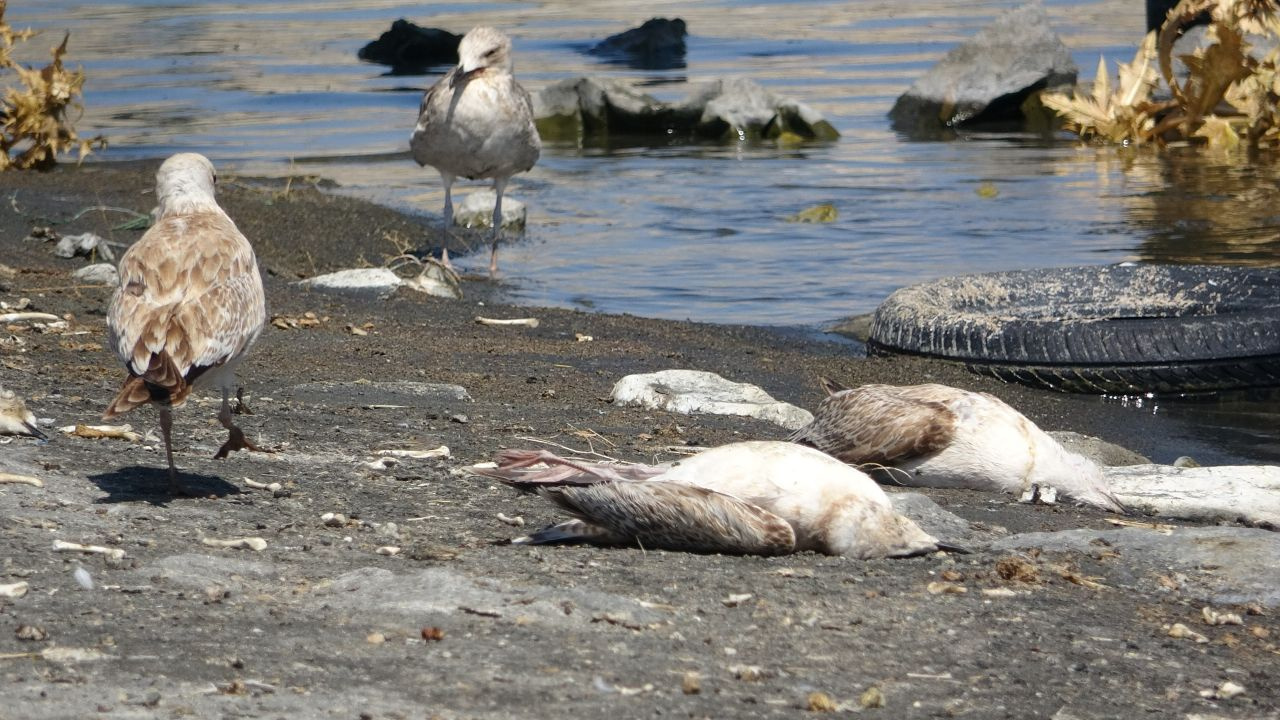 Van Gölü'nde çok acı manzaralar! Binlerce martı öldü, diğerleri de ölümü bekliyor nedeni ise...