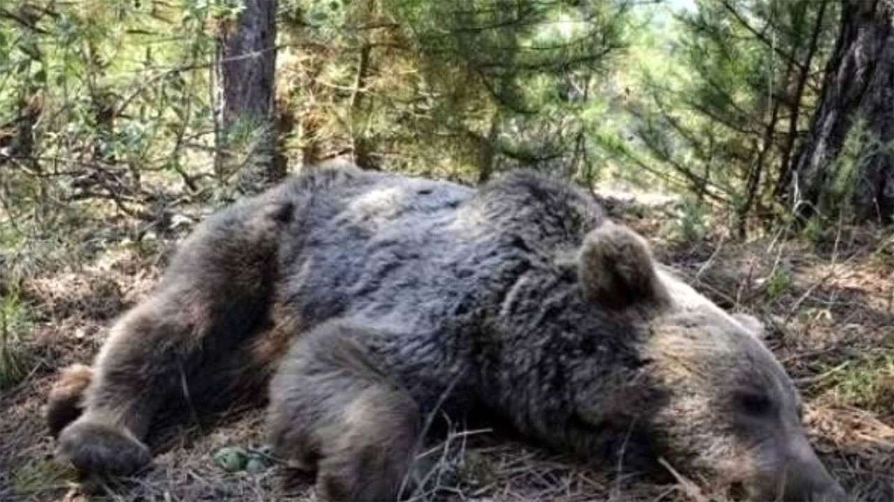 Kastamonu'da ayılar sıcaktan bunalınca olanlar oldu! Bahçeye girip saldırdılar