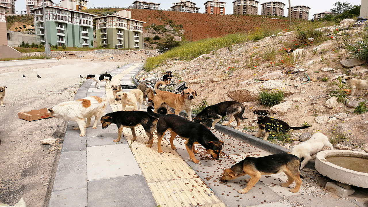 Sokak köpeklerinden rahatsız olan komşularını bıçakla tehdit etti! Köpekler toplanınca mahalleyi birbirine kattı