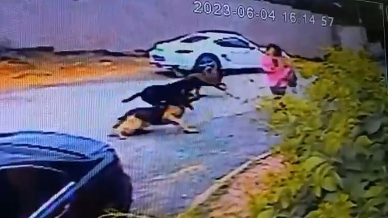 Başıboş köpekler Eyüpsultan'da dehşeti yaşattı! Saldırıya uğrayan kadınlar canını zor kurtardı