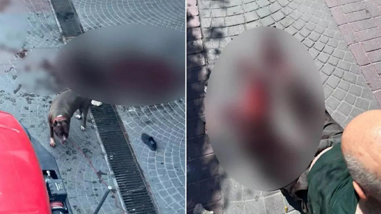 Bakırköy'de yaşlı adam kanlar içinde kaldı! O pitbullun sahipleri yakalandı ceza kesildi