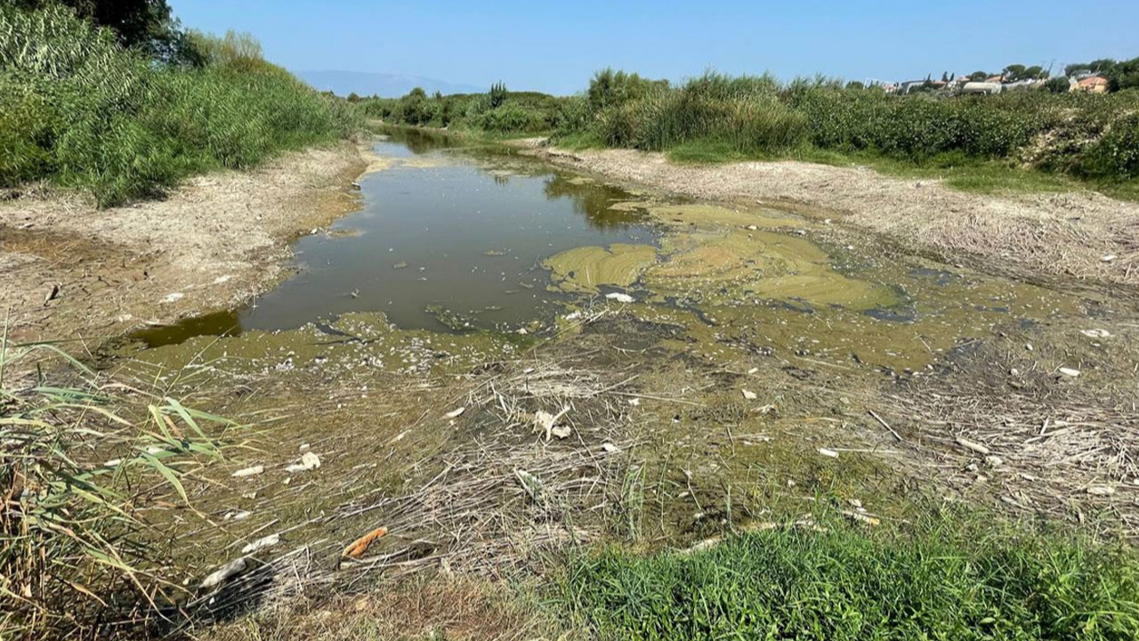 Büyük Menderes Nehri'nde kuraklık nedeniyle yüzlerce balık öldü!