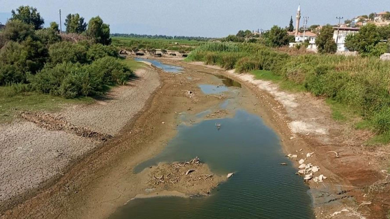 Menderes nehri kurudu, yüzlerce balık ölmeye başladı!