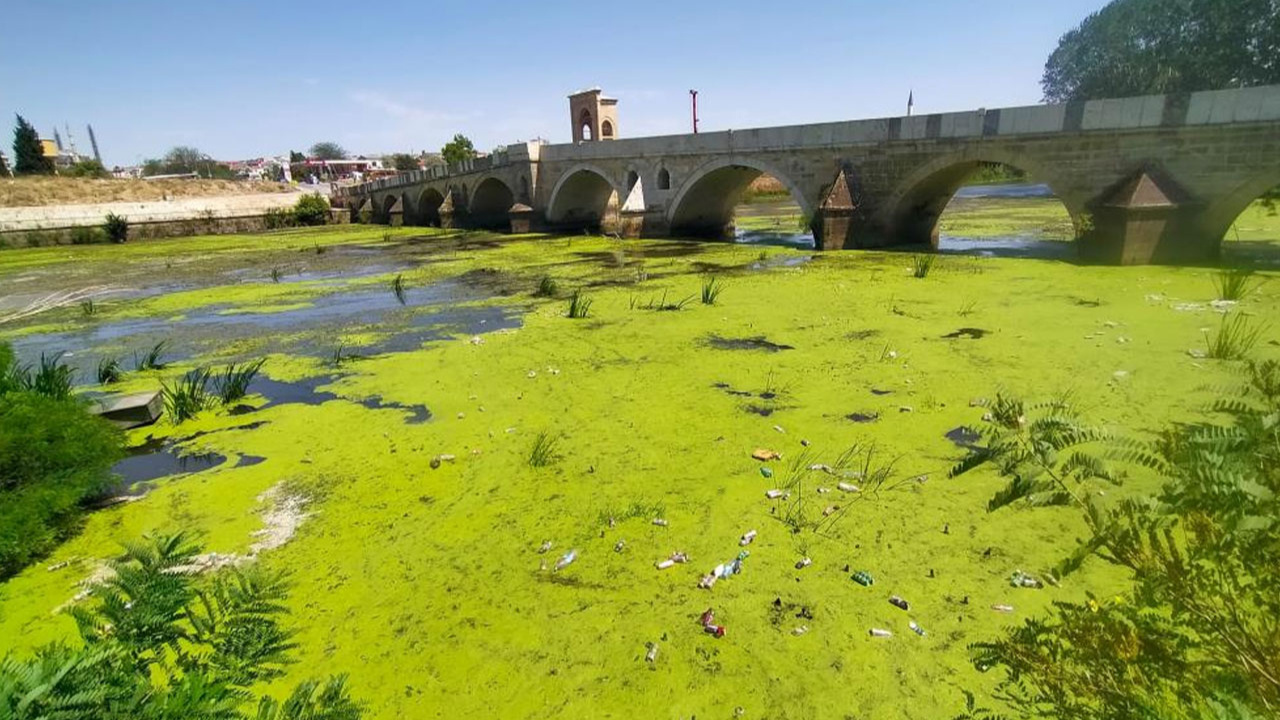 Edirne'de Tunca Nehri kirlilikten yeşile büründü!