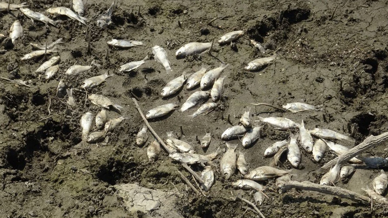 Gören şok oldu inceleme başlatıldı! Kocasu Deresi’nde korkutan balık ölümleri