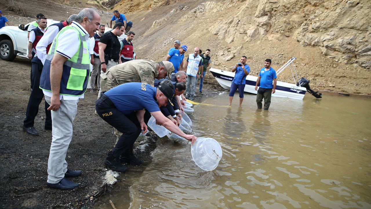 Bingöl'deki su kaynaklarına 1 milyon sazan balığı yavrusu bırakıldı!
