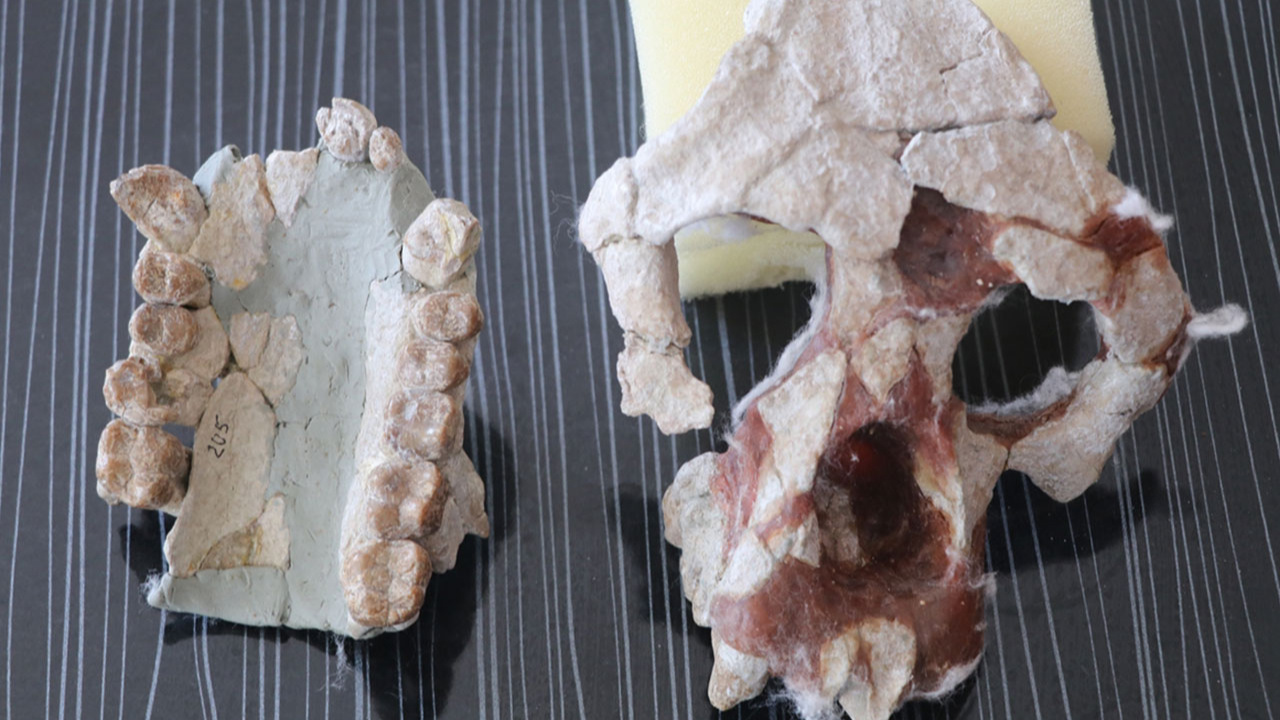 Çankırı'da bulunan fosiller heyecan yarattı! 4 yeni tür bilim dünyasına kazandırıldı!
