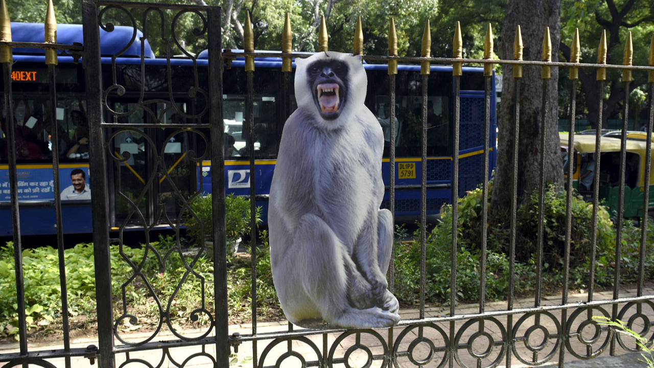Her yere o maymunun resmi asıldı! G20 Liderler Zirvesi öncesi "maymun" önlemi!