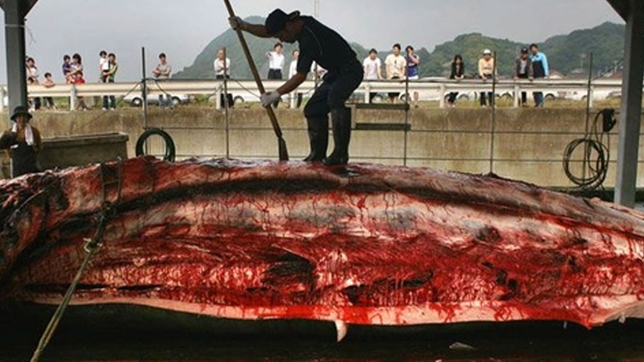 Vahşet mi av mı? Japonya’da yunus avı sezonu başladı! Bin 800 yunus ya da balina öldürülecek!